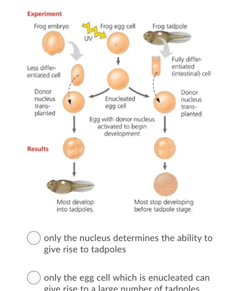 Observations and experiments in the living frog embryo 